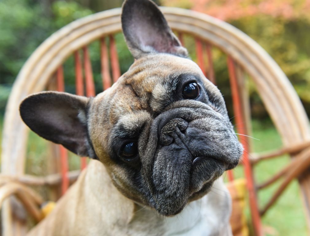 Die Gesichtsfalten der Französischen Bulldogge müssen intensiv gepflegt werden