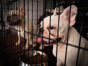 Wer eine Französische Bulldogge aus dem Tierheim holt, rettet ein Hundeleben