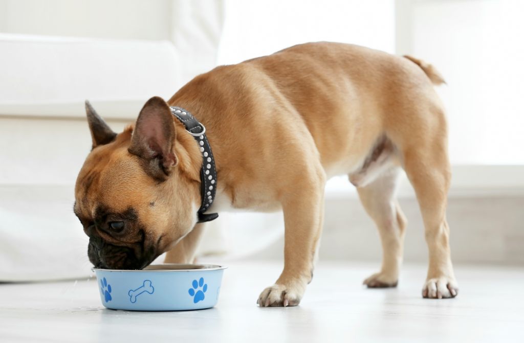 Französische Bulldoggen neigen zu Übergewicht - deswegen die Portionen lieber klein halten