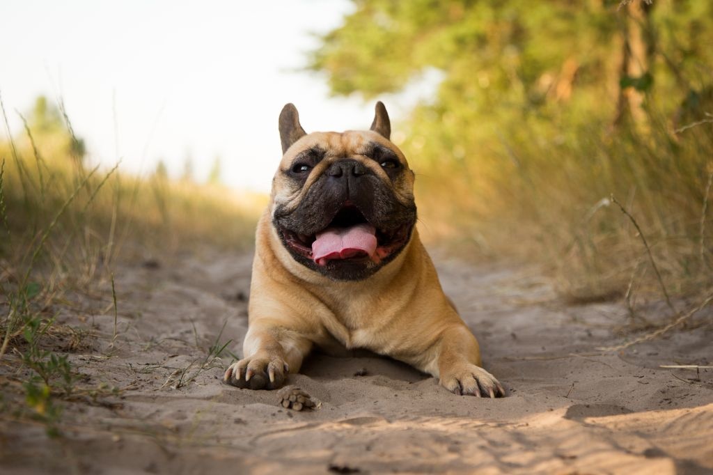 Französische Bulldoggen neigen zu Übergewicht, das die Atmung zusätzlich erschwert