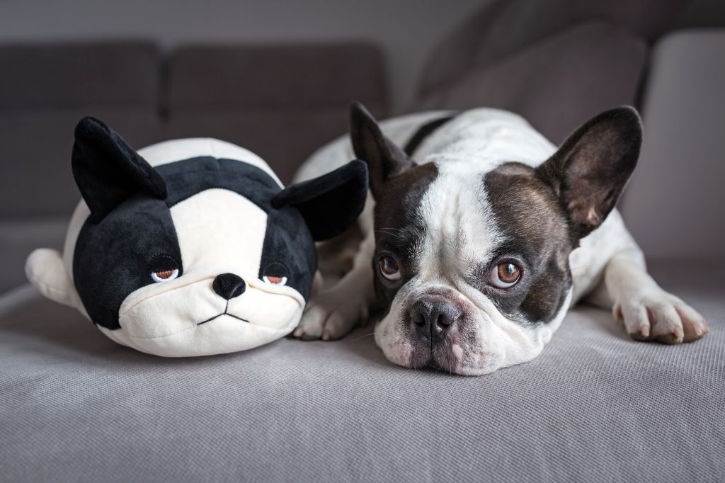 Französische Bulldoggen lieben Spiele und Spielzeuge